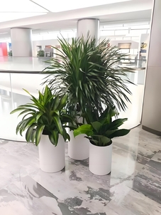 宁波北仑植物租赁，服务超棒，绿植焕新办公环境！